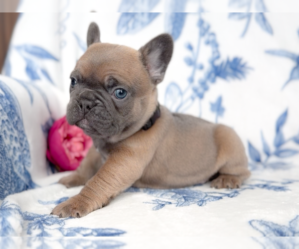 Medium Photo #3 French Bulldog Puppy For Sale in NEWARK, TX, USA