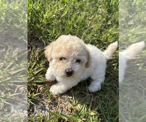 Medium Bichpoo