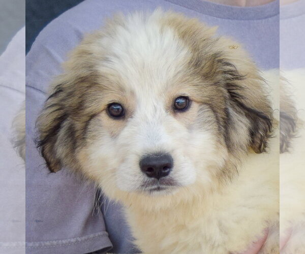Medium Photo #5 Collie-Great Pyrenees Mix Puppy For Sale in Huntley, IL, USA