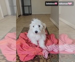 Small #2 Havanese