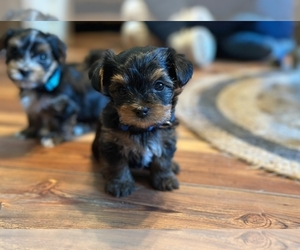 Yorkshire Terrier Puppy for sale in SAINT MARYS, GA, USA
