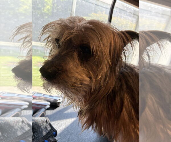Medium Photo #1 Silky Terrier-Unknown Mix Puppy For Sale in Middlesex, NC, USA