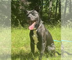 Small #1 Labrador Retriever Mix
