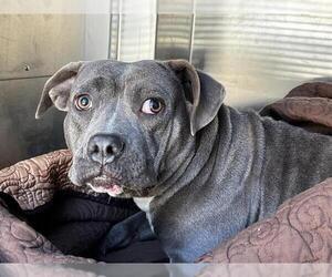 American Staffordshire Terrier-Unknown Mix Dogs for adoption in Grand Prairie, TX, USA