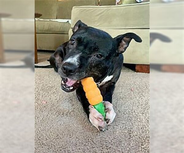 Medium Photo #4 American Pit Bull Terrier-American Staffordshire Terrier Mix Puppy For Sale in Dana Point, CA, USA