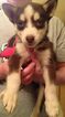 Small Photo #7 Siberian Husky Puppy For Sale in GROVETOWN, GA, USA