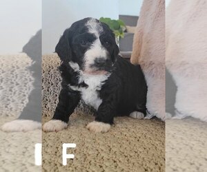 Golden Mountain Doodle Puppy for sale in HART, MI, USA