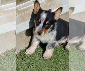 Cowboy Corgi Puppy for sale in BRIGGSDALE, CO, USA