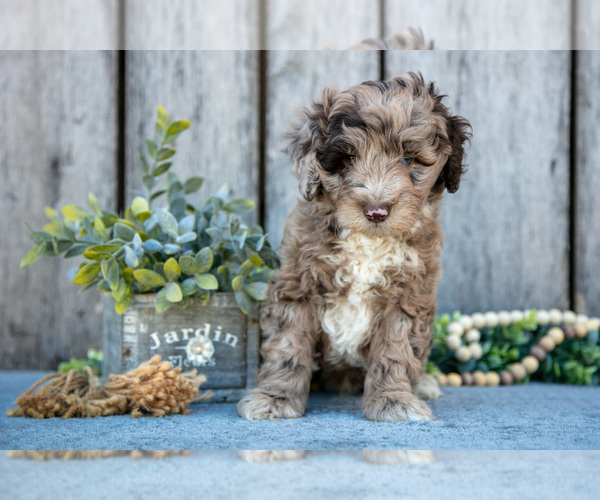Medium Photo #2 Poodle (Miniature)-Portuguese Water Dog Mix Puppy For Sale in FREDERICKSBURG, OH, USA