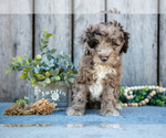 Small #1 Poodle (Miniature)-Portuguese Water Dog Mix