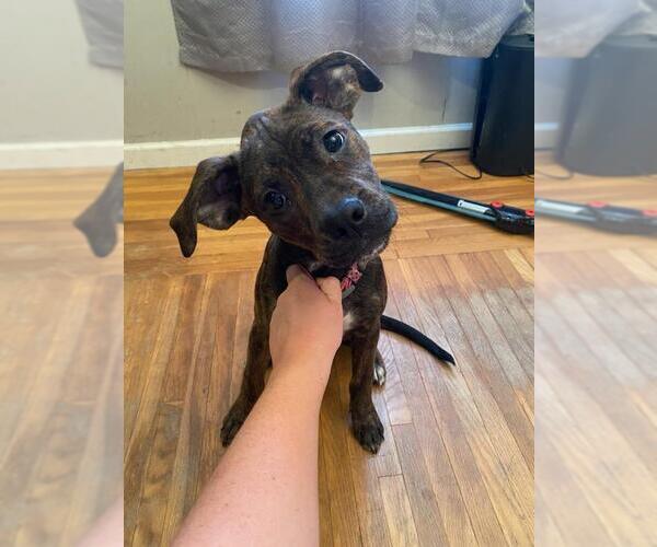 Medium Photo #4 Bogle Puppy For Sale in Aurora, IN, USA