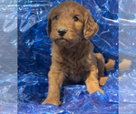 Puppy Willis Goldendoodle