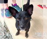 Small #2 Feist Terrier-Retriever  Mix