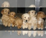 Small Photo #1 Golden Retriever Puppy For Sale in VERMONTVILLE, MI, USA