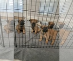 Small Photo #12 Belgian Malinois Puppy For Sale in SAN ANTONIO, TX, USA