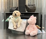 Puppy Miss Mint Golden Retriever