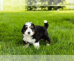 Small #9 Bernedoodle (Miniature)