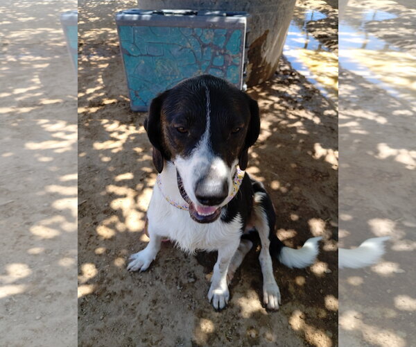 Medium Photo #1 Beagle-Unknown Mix Puppy For Sale in Apple Valley, CA, USA