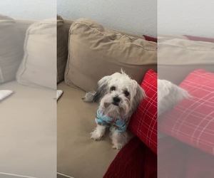 Shih Tzu Puppy for sale in TEMECULA, CA, USA