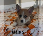 Small #1 Pembroke Welsh Corgi