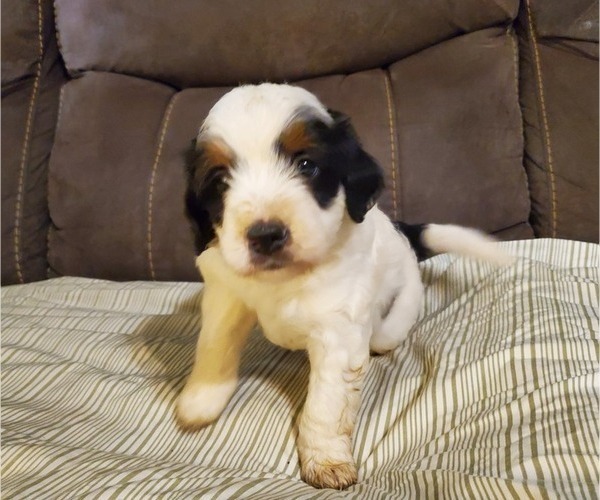 Medium Photo #25 Bernedoodle (Miniature) Puppy For Sale in LEETONIA, OH, USA