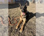 Small Photo #1 German Shepherd Dog Puppy For Sale in West Valley, UT, USA