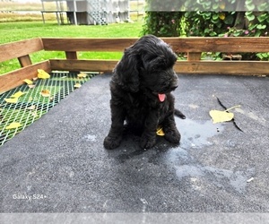 Goldendoodle Puppy for sale in LEON, KS, USA