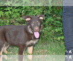 Puppy 2 German Shepherd Dog
