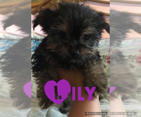 Medium Photo #1 Morkie-Yorkshire Terrier Mix Puppy For Sale in EDISON, NJ, USA