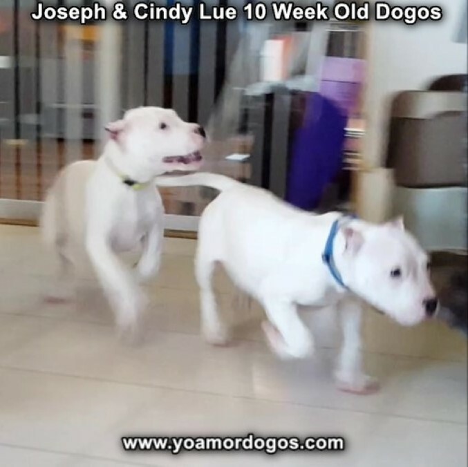 Medium Photo #108 Dogo Argentino Puppy For Sale in PINEVILLE, MO, USA