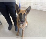 Small German Shepherd Dog