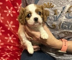 Small Photo #1 Cavalier King Charles Spaniel Puppy For Sale in VICTORIA, TX, USA