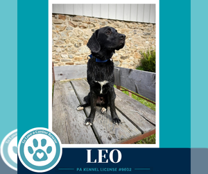 Leo (The L Train) 100326 - Male Labrador Retriever-Unknown Mix Dog for Adoption - Photo #4