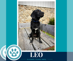 Small Photo #4 Labrador Retriever-Unknown Mix Puppy For Sale in Kimberton, PA, USA