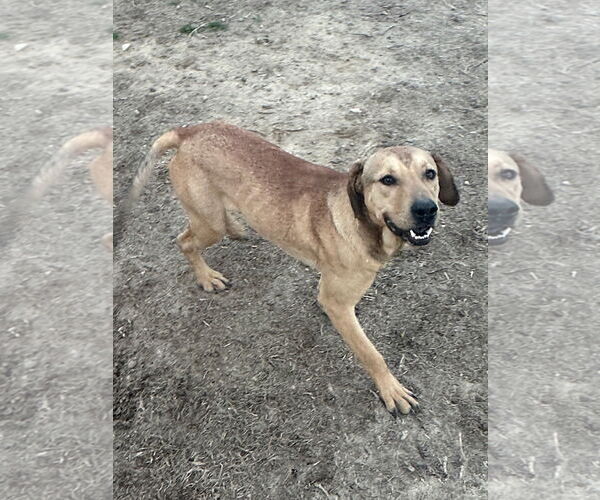 Medium Photo #5 Mutt Puppy For Sale in Eastman, GA, USA