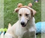 Small #1 Labrador Retriever Mix
