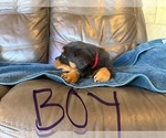 Small Photo #18 Rottweiler Puppy For Sale in LAFAYETTE, IN, USA