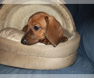 Dachshund Puppy for sale in BRISTOL, TN, USA