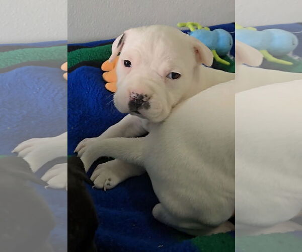 Medium Photo #4 Boxer-Unknown Mix Puppy For Sale in Estherville, IA, USA