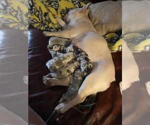 Mother of the French Bulldog puppies born on 03/19/2025