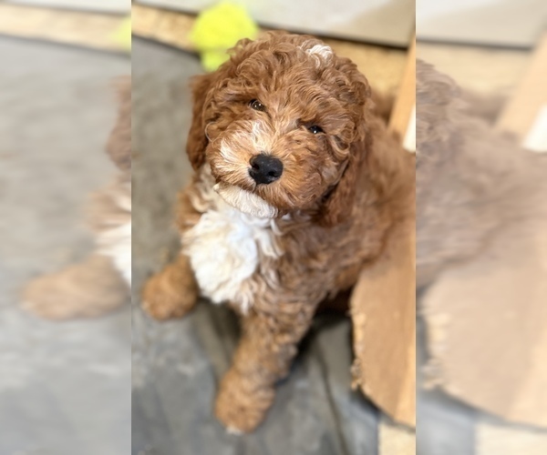Medium Photo #4 Goldendoodle (Miniature) Puppy For Sale in SAINT MARYS, KS, USA