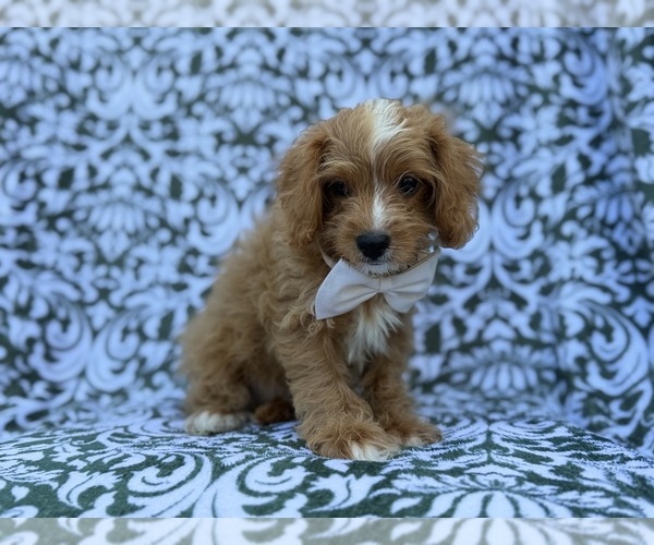 Medium Photo #5 Cavapoo (Miniature) Puppy For Sale in LAKELAND, FL, USA