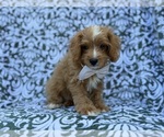 Moose - Male Cavapoo (Miniature) Puppy for Sale - Photo #5