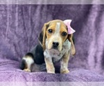 Small Photo #8 Beagle Puppy For Sale in LAKELAND, FL, USA