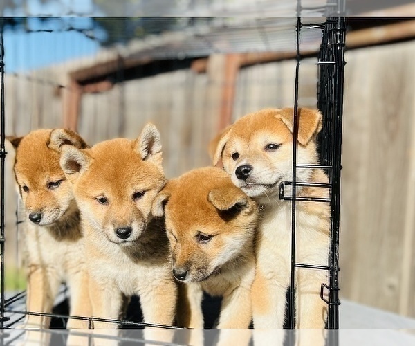 Medium Photo #7 Shiba Inu Puppy For Sale in FREMONT, CA, USA