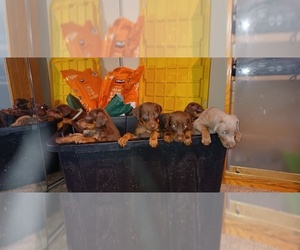 Doberman Pinscher Puppy for sale in RAMONA, CA, USA
