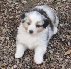 Australian Shepherd Puppy for sale in SALINA, OK, USA