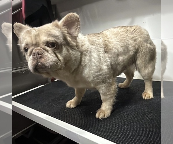 Medium Photo #1 French Bulldog Puppy For Sale in SOUTH GATE, CA, USA