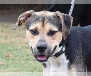 Mutt Dogs for adoption in Anniston, AL, USA