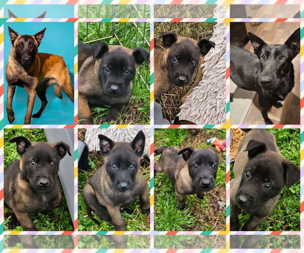 Medium Photo #1 Mutt Puppy For Sale in Blacksburg, SC, USA